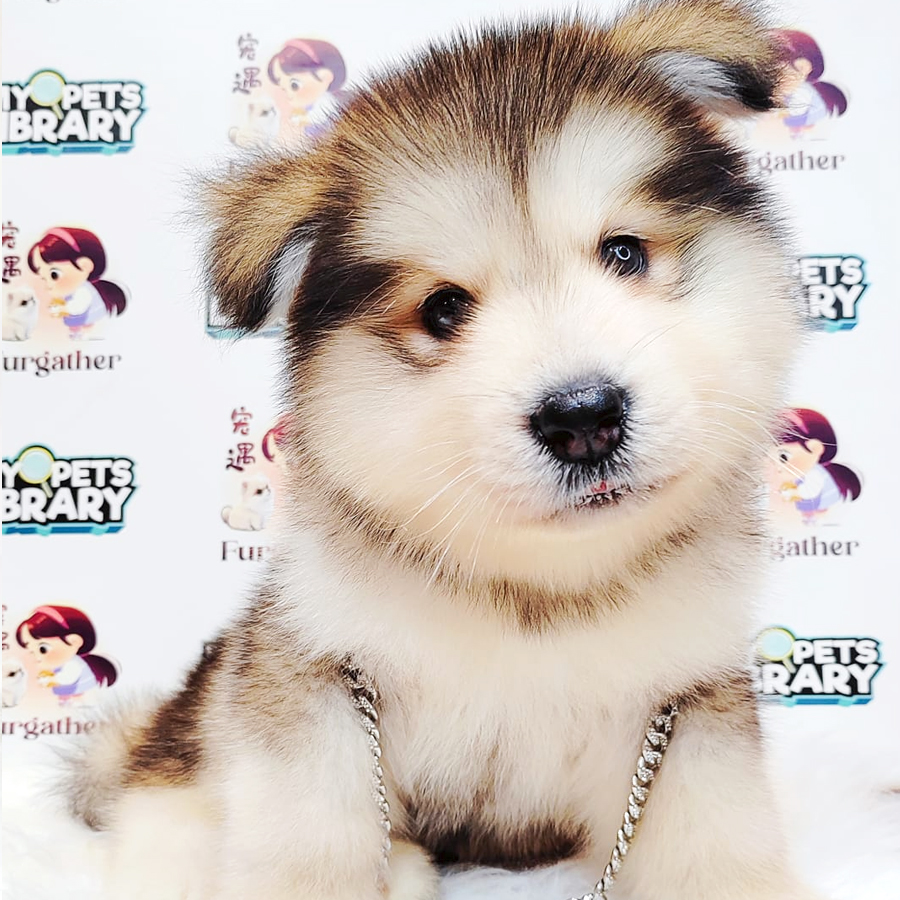 Alaskan Malamute Puppy