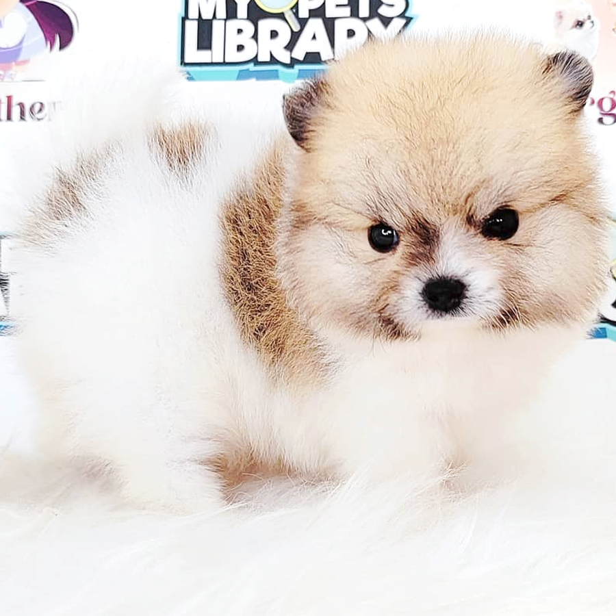 Tiny Pomeranian Puppy
