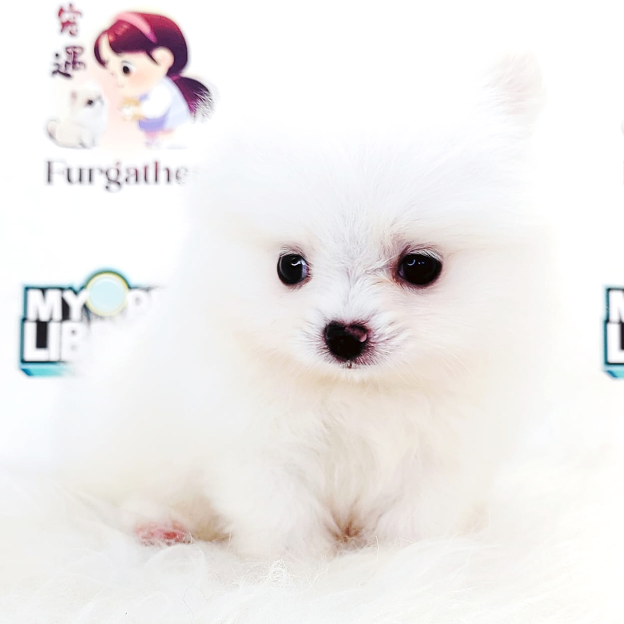 Tiny Pomeranian Puppy