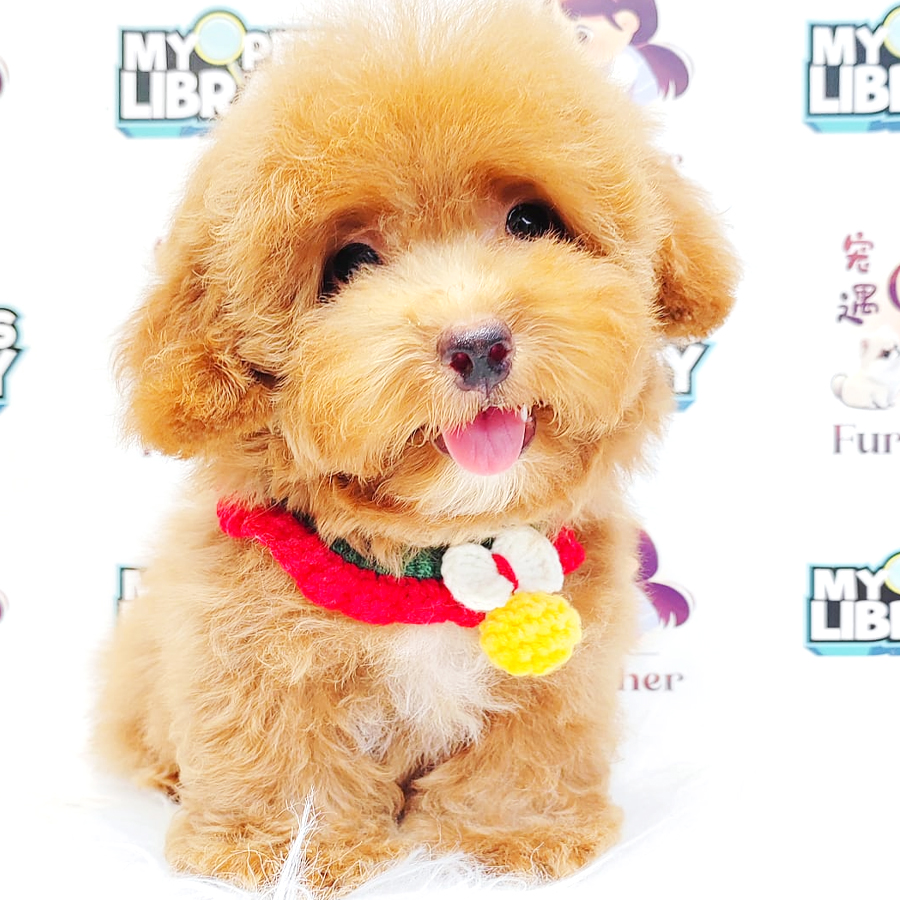 Poodle Puppy