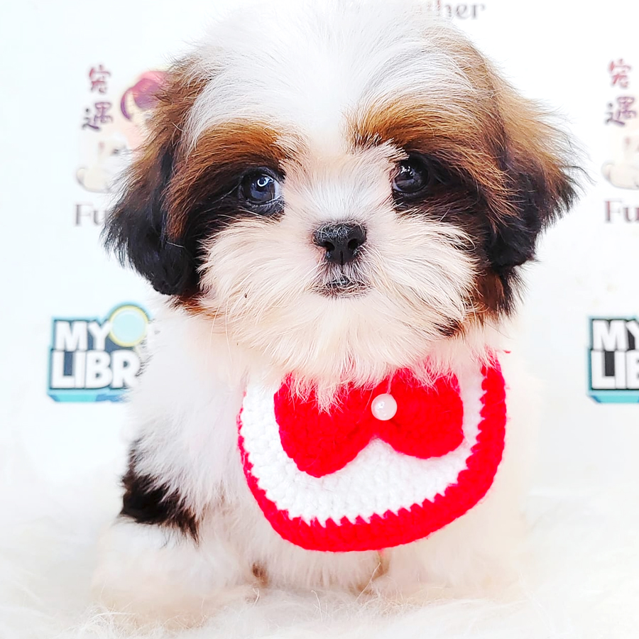 Shih Tzu Puppy