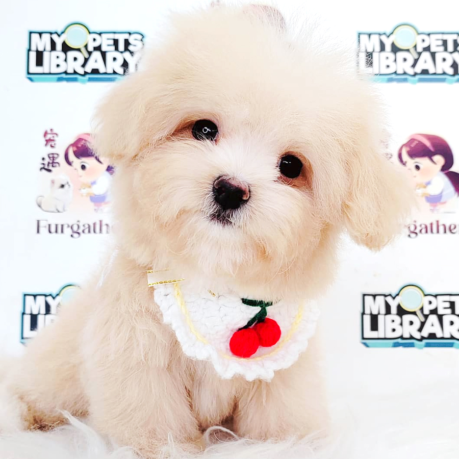 Maltipoo Puppy