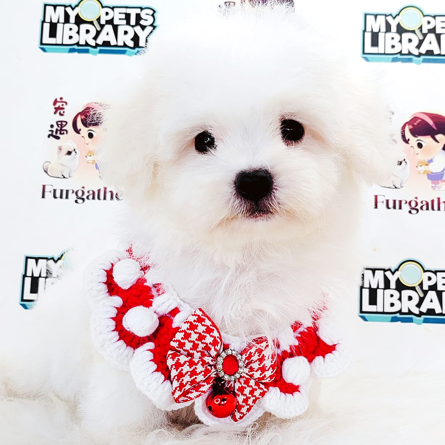 Bichon Frise Puppy