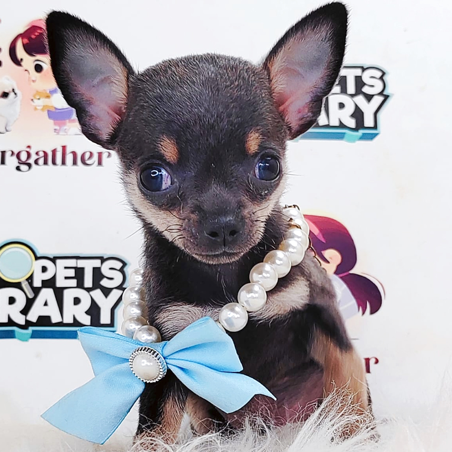 Chihuahua Puppy