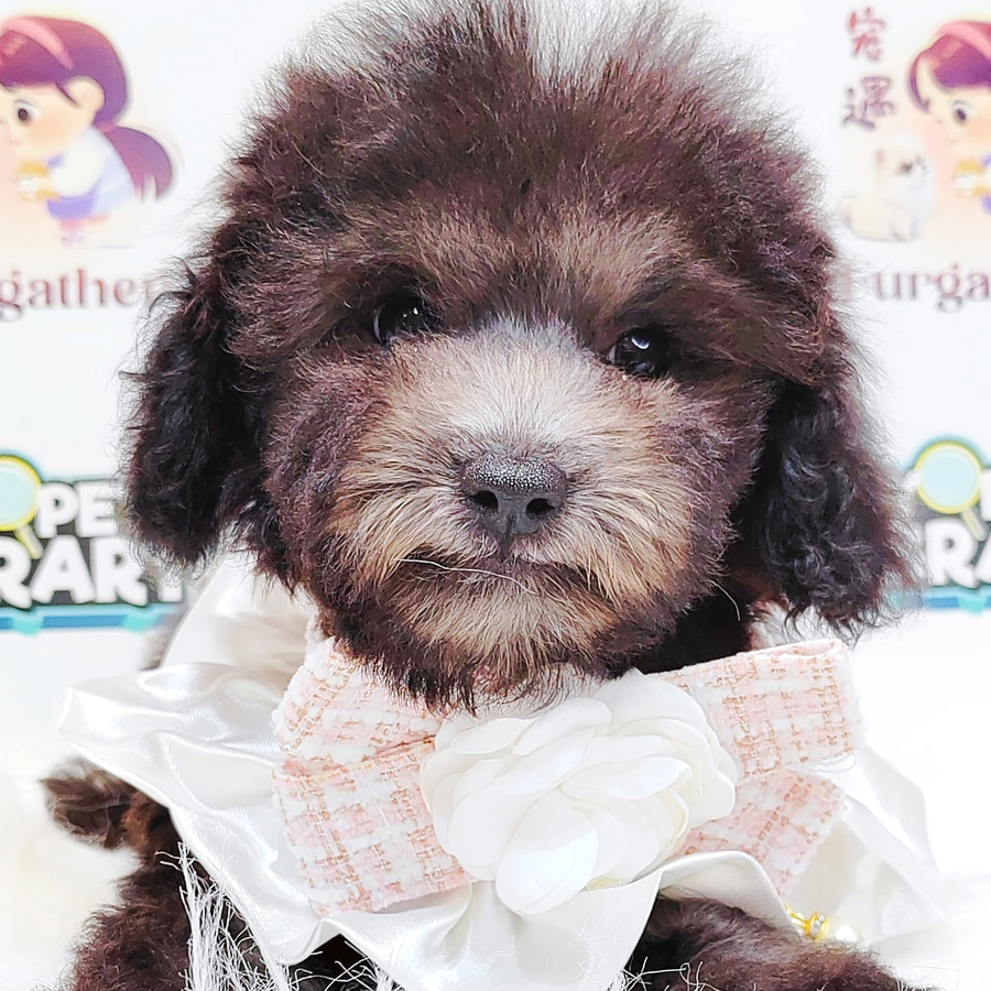 Poodle Puppy