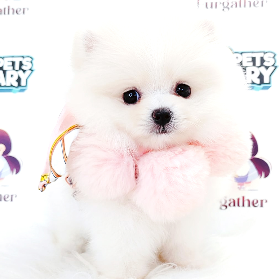 Tiny Pomeranian Puppy