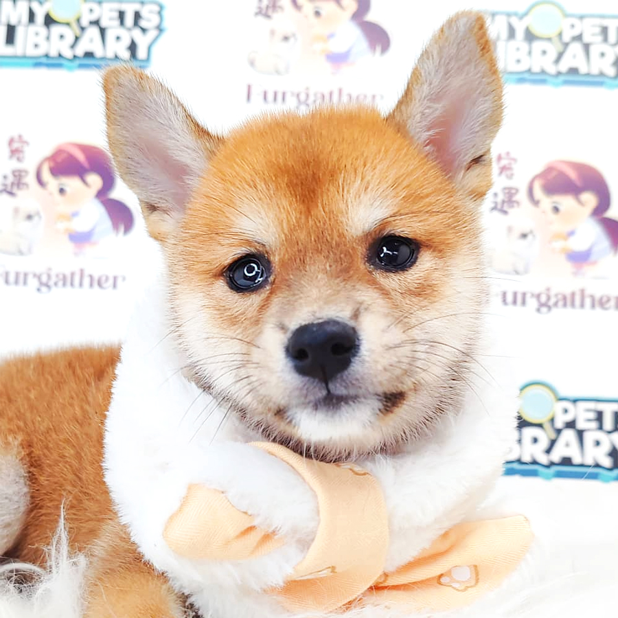 Shiba Inu Puppy