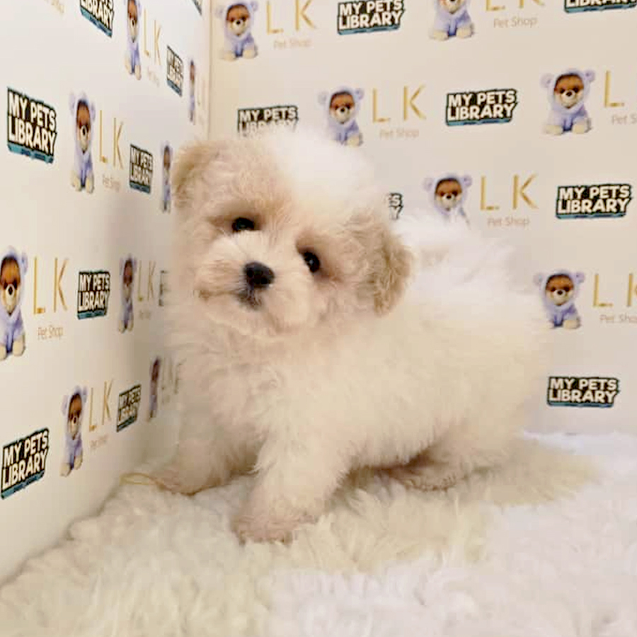 Poochon Puppy