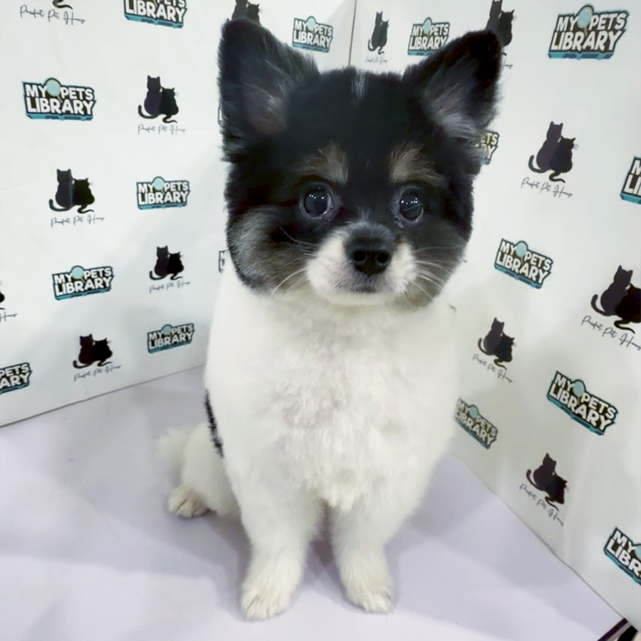 Pomeranian Puppy