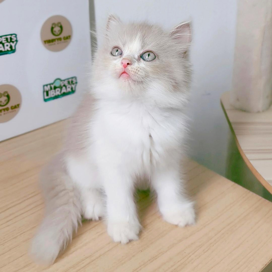 Siberian Neva Masquerade Kitten