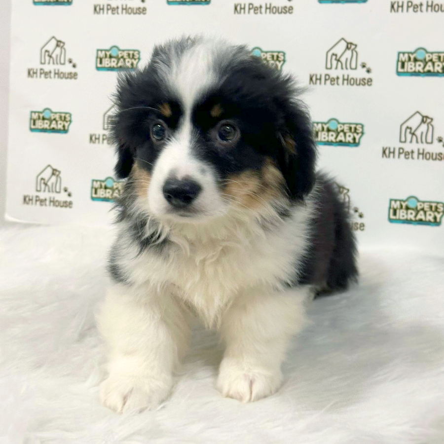 Welsh Corgi Puppy