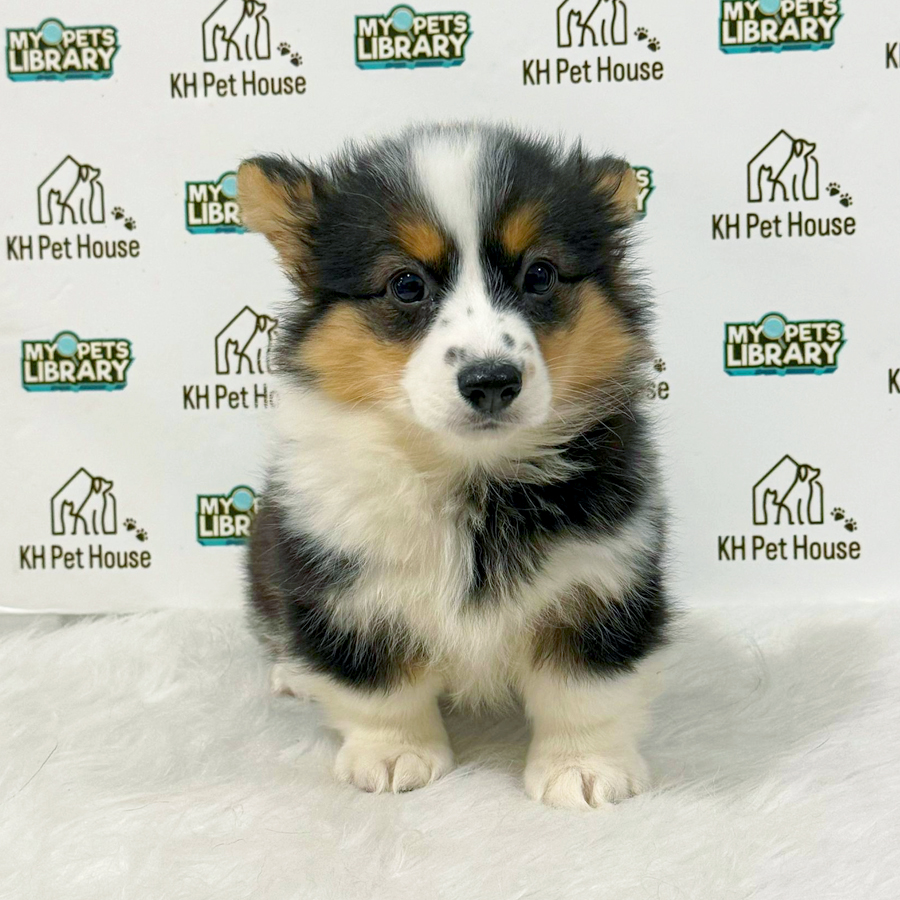 Welsh Corgi Puppy