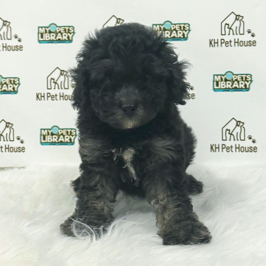 Toy Poodle PuppyToy Poodle Puppy