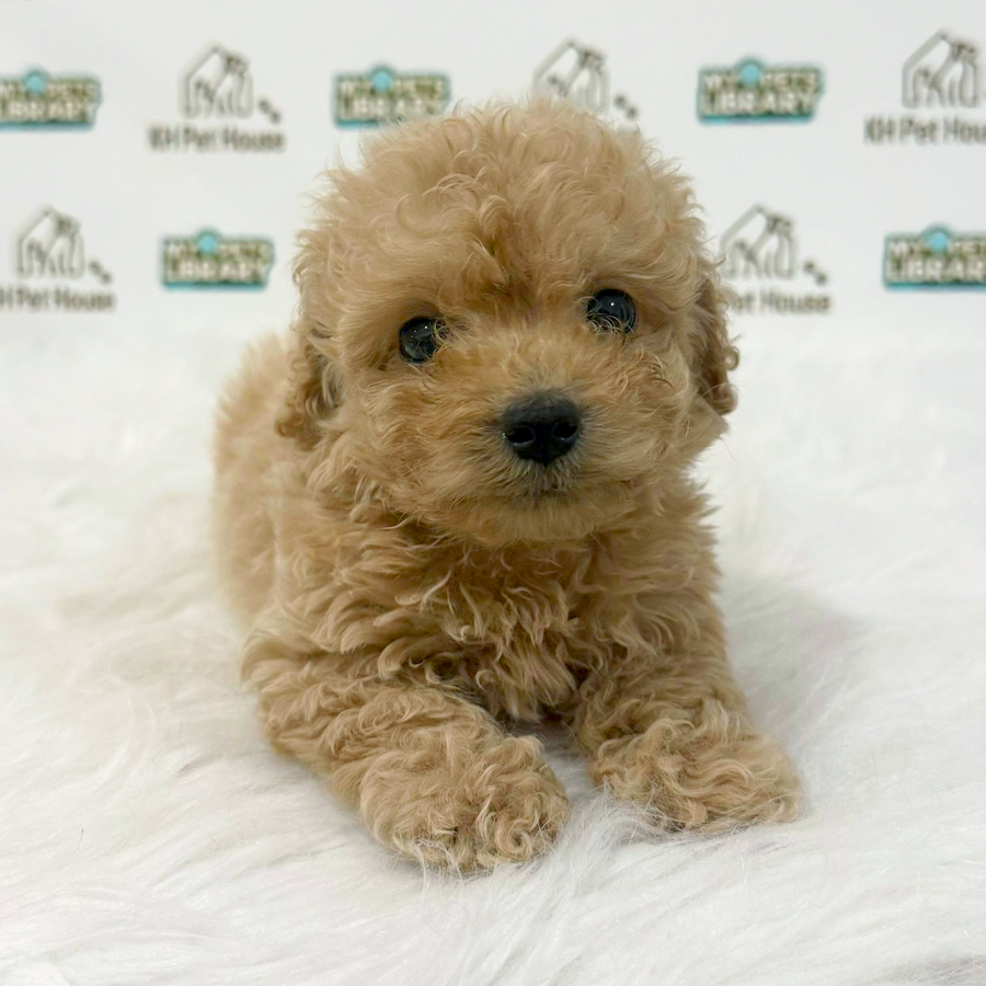 Toy Poodle Puppy