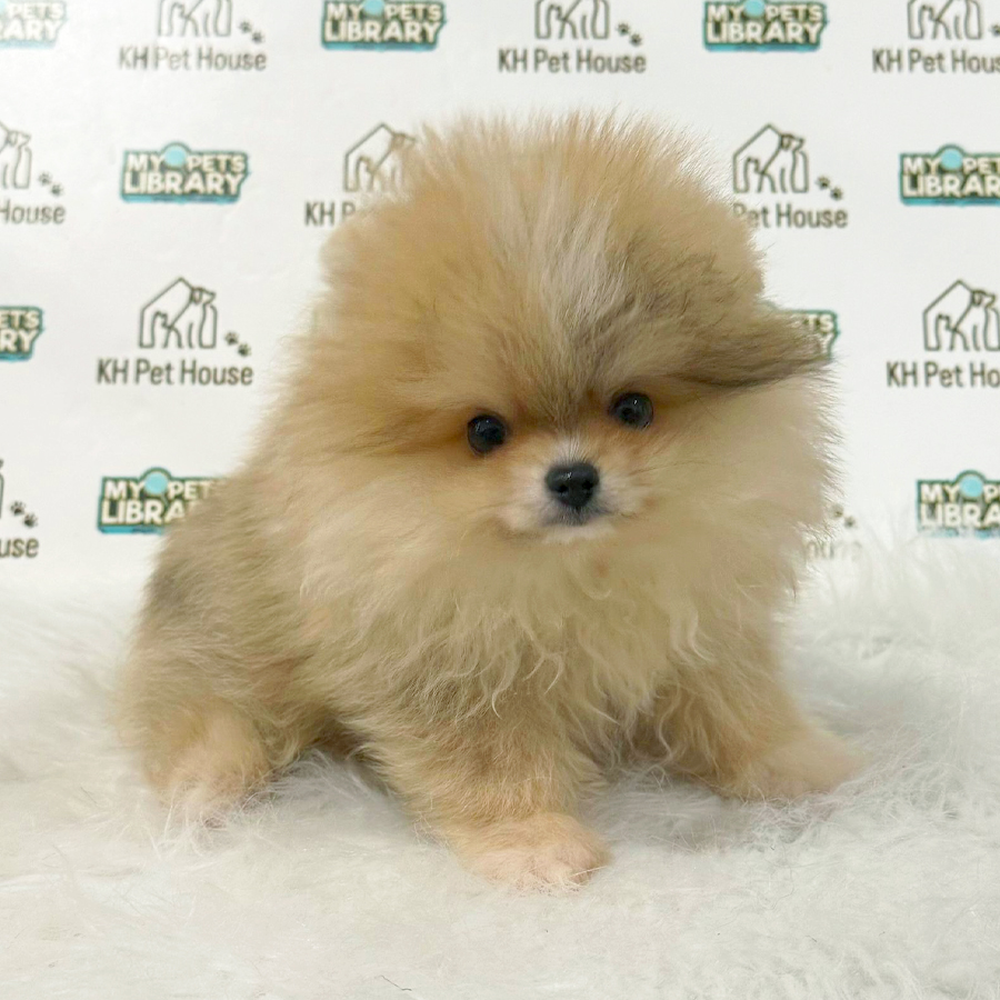 Pomeranian Puppy