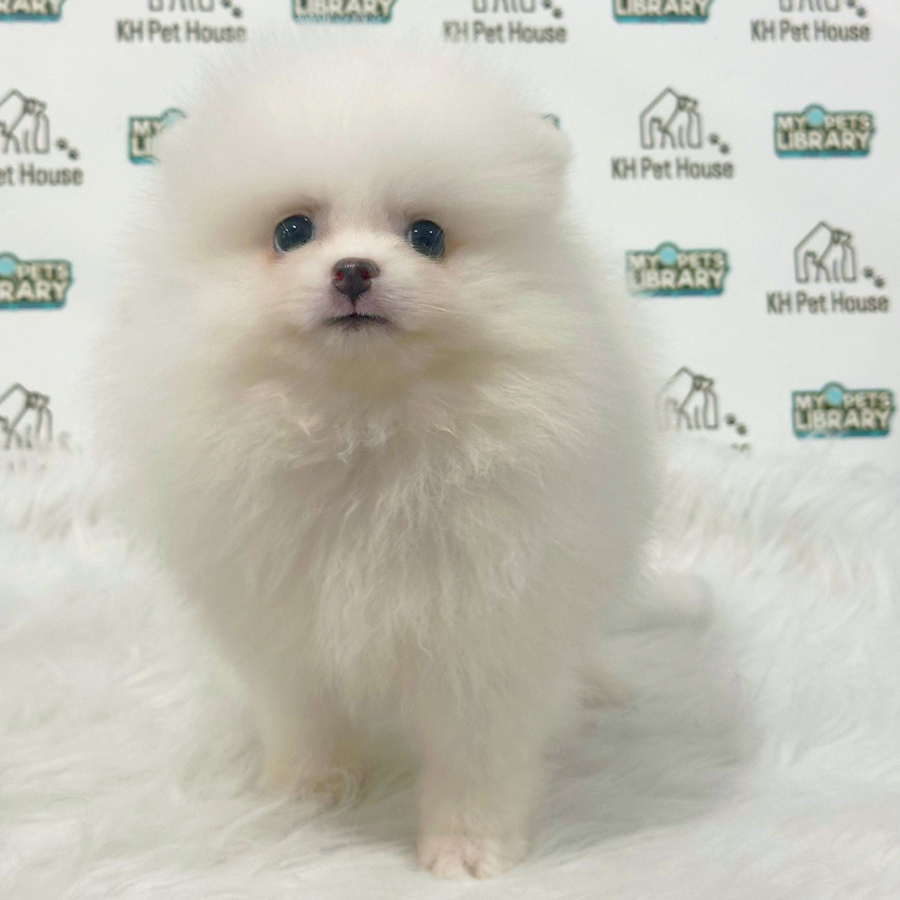 Pomeranian Puppy