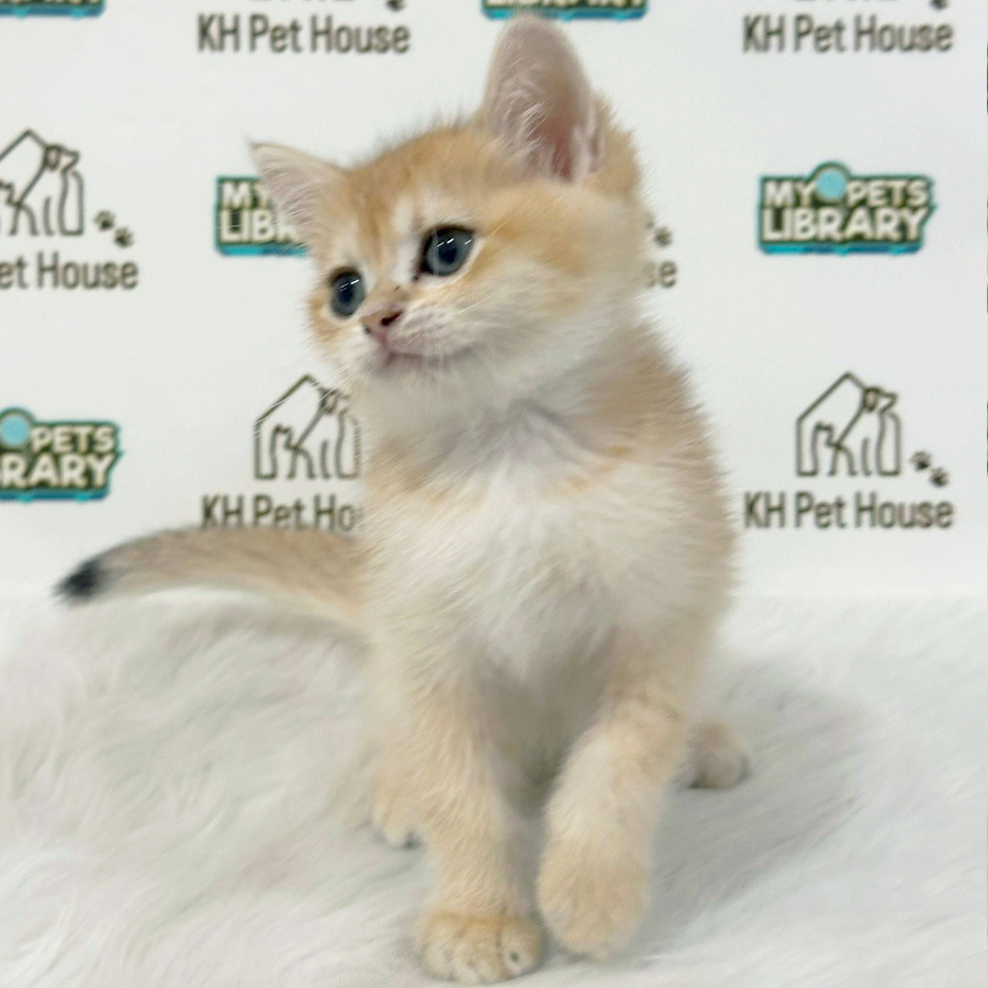 British Shorthair Kitten