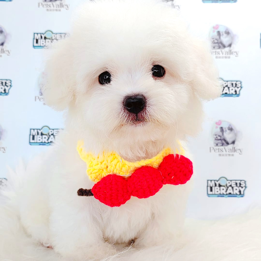 Bichon Frise Puppy