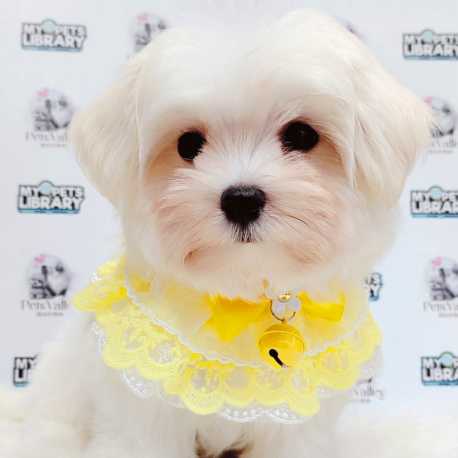 Maltese Puppy