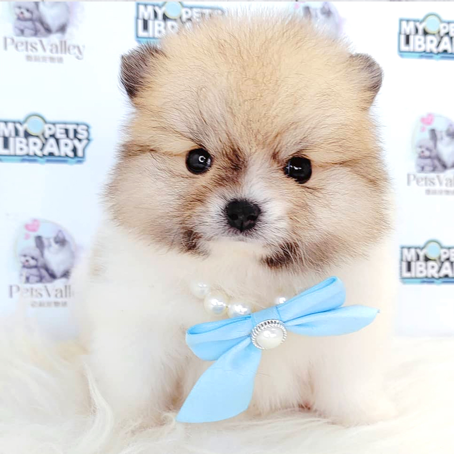 Pomeranian Puppy