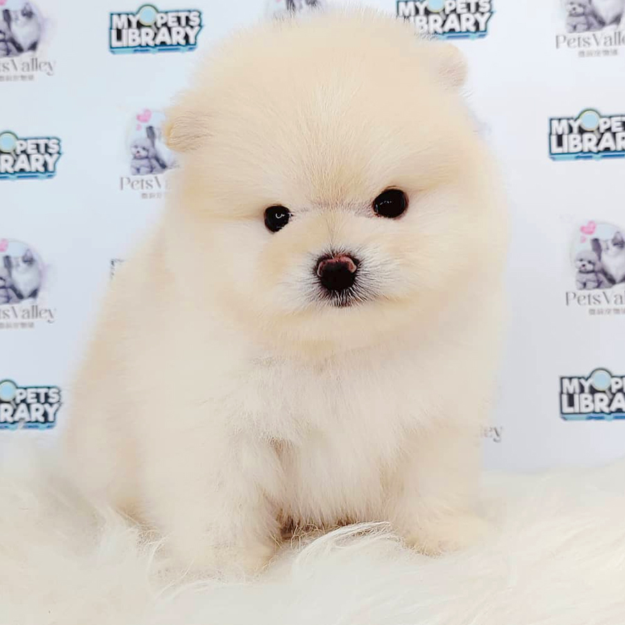 Pomeranian Puppy