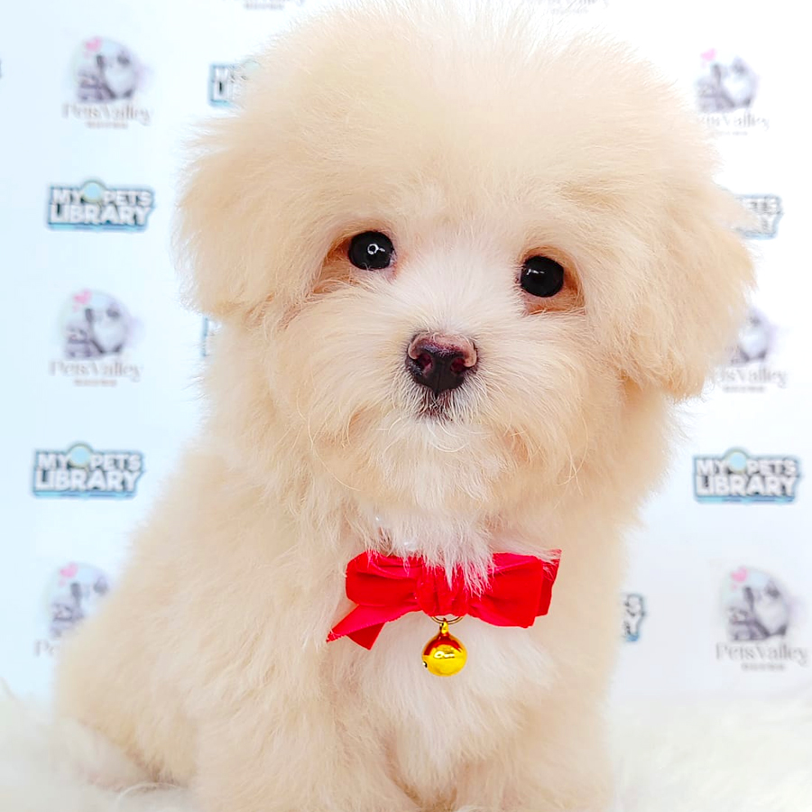 Maltipoo Puppy