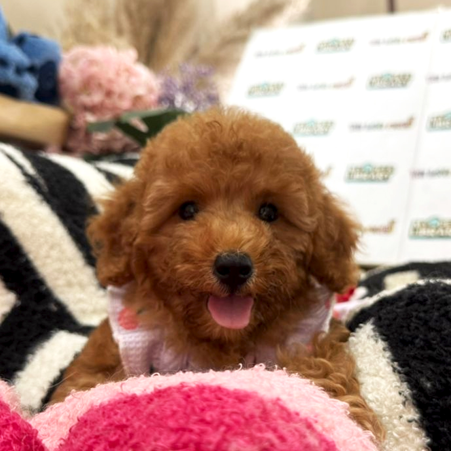 Tiny Toy Poodle Puppy