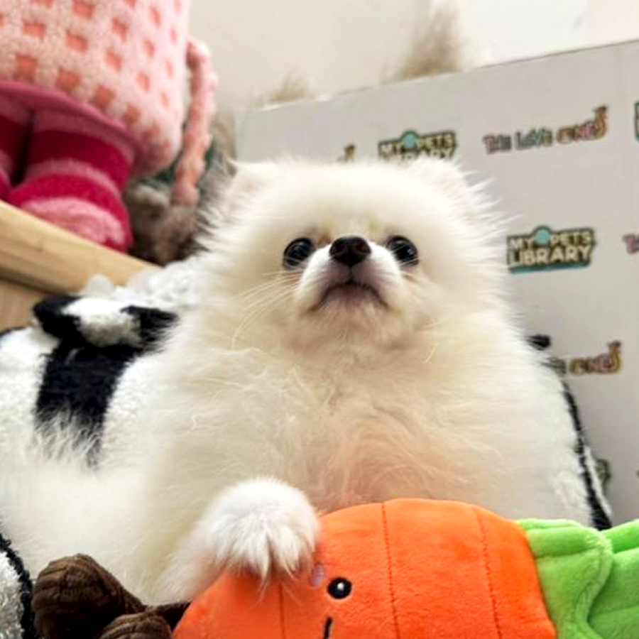 Tiny Pomeranian Puppy