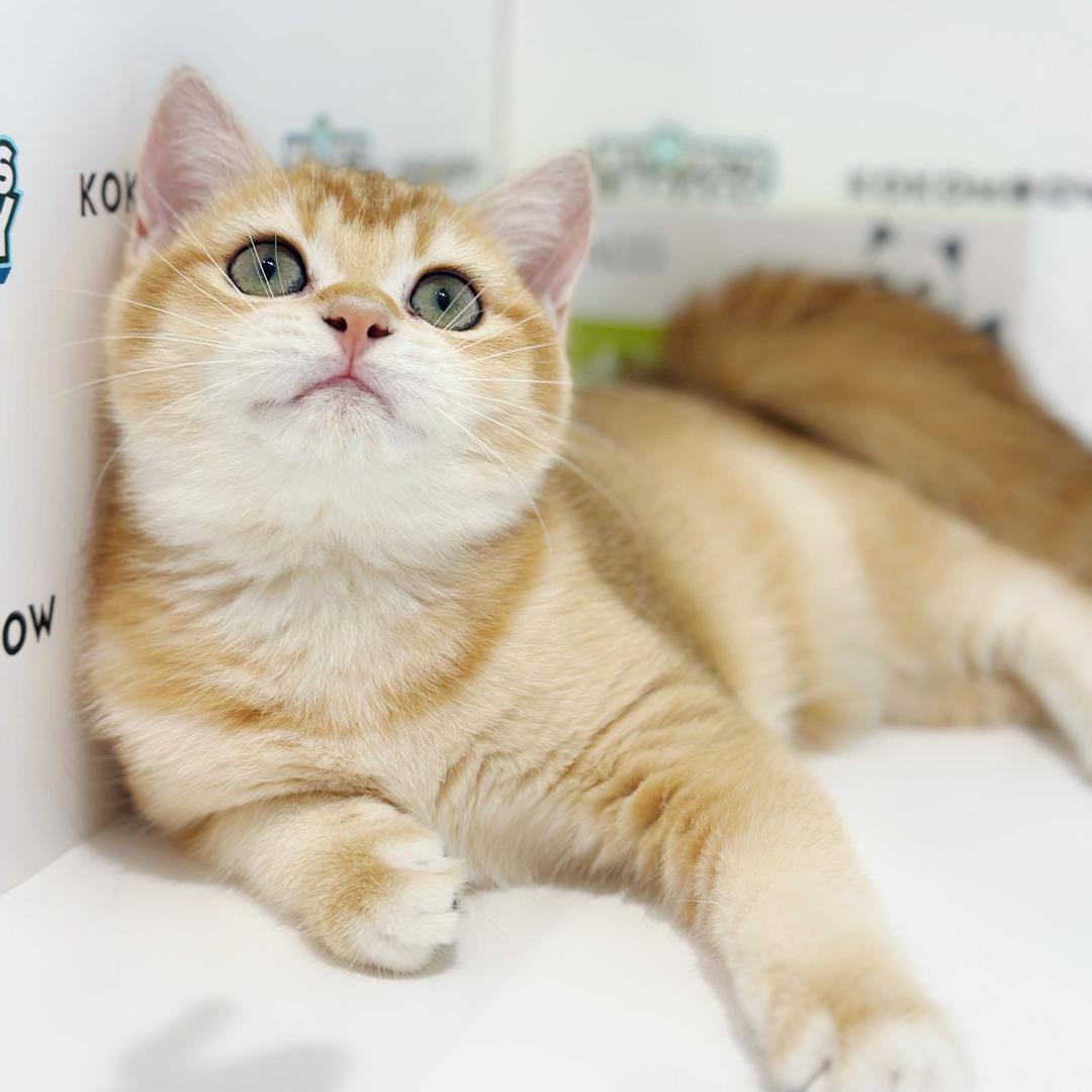 British Shorthair Kitten