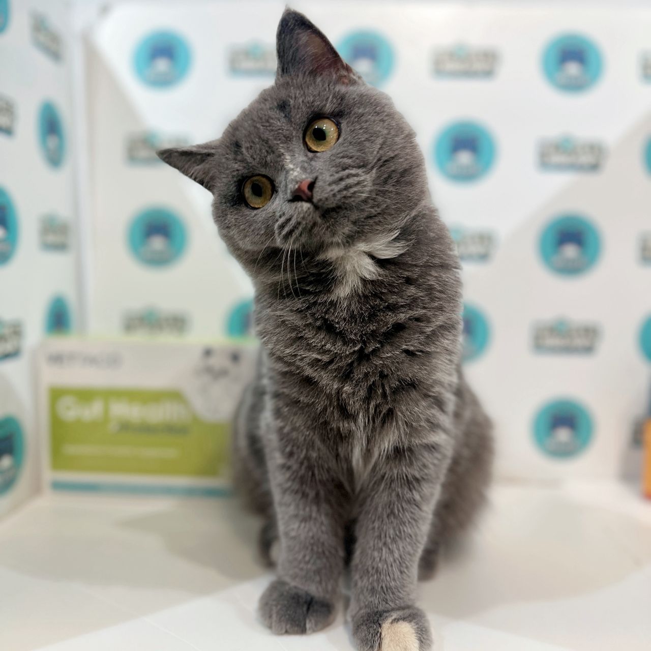 British Shorthair Kitten