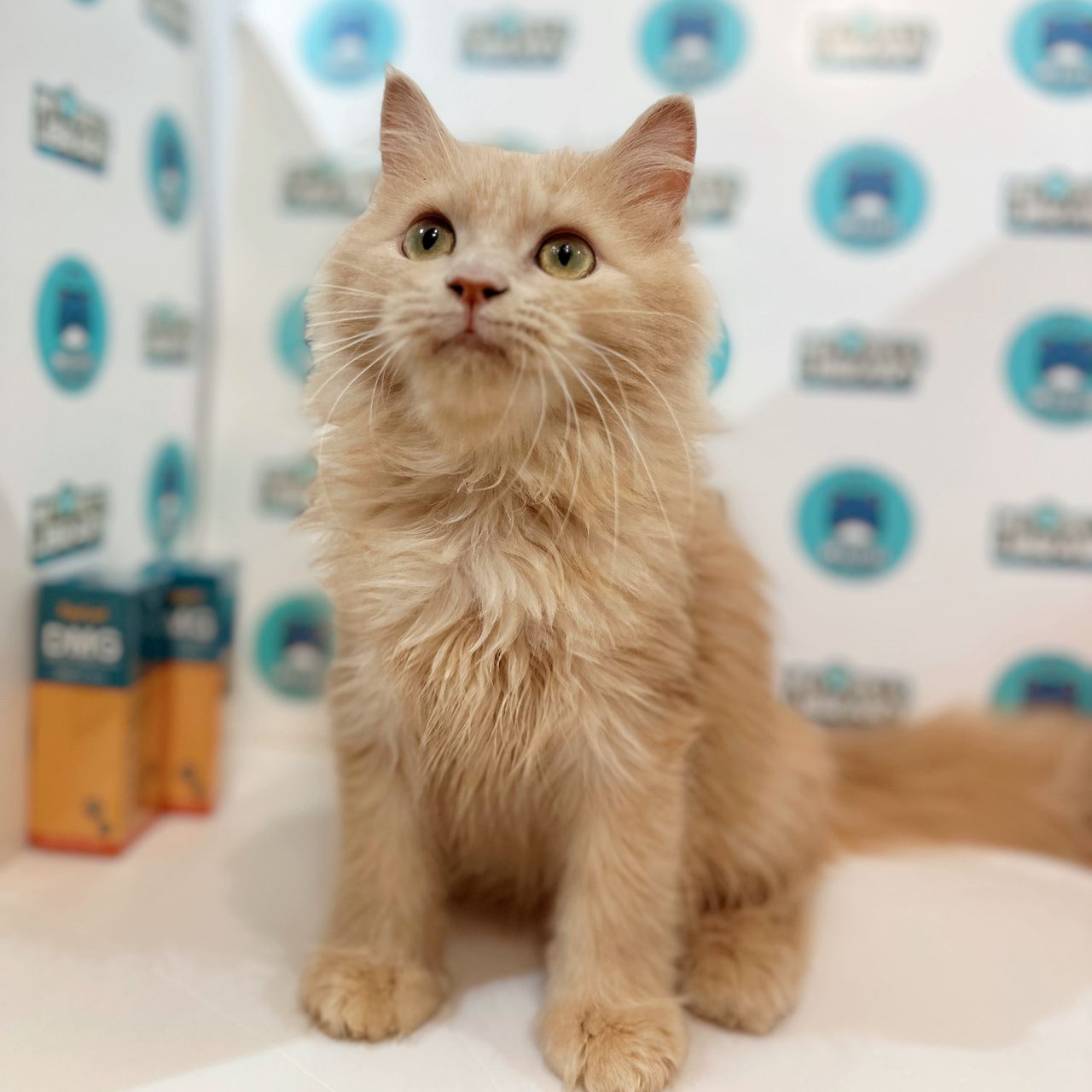 Turkish Angora Persian Kitten