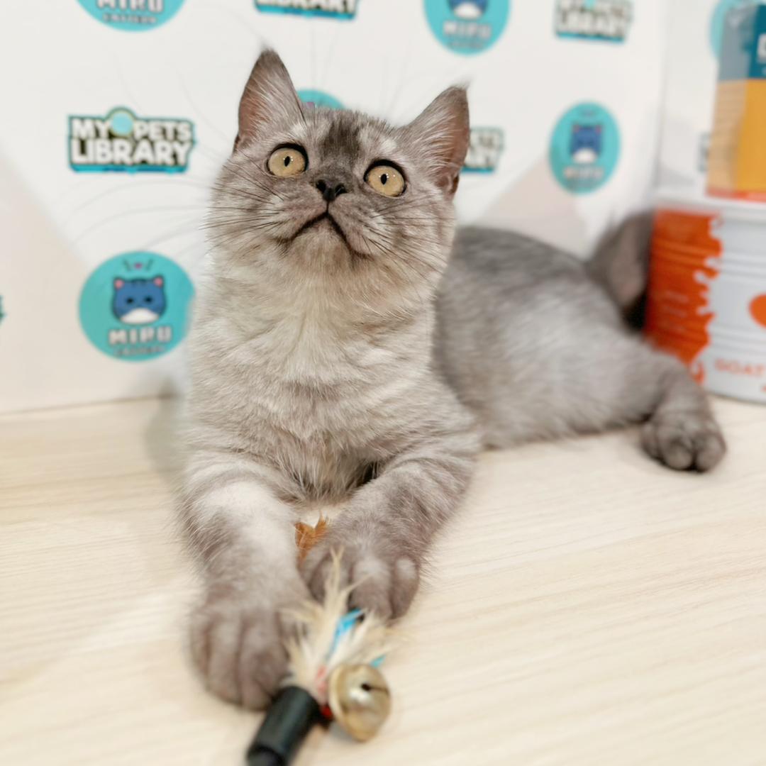 Siamese British Shorthair Kitten