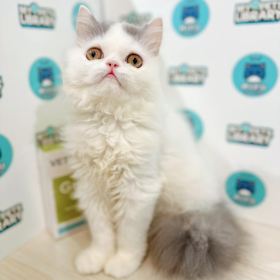 Persian Kitten
