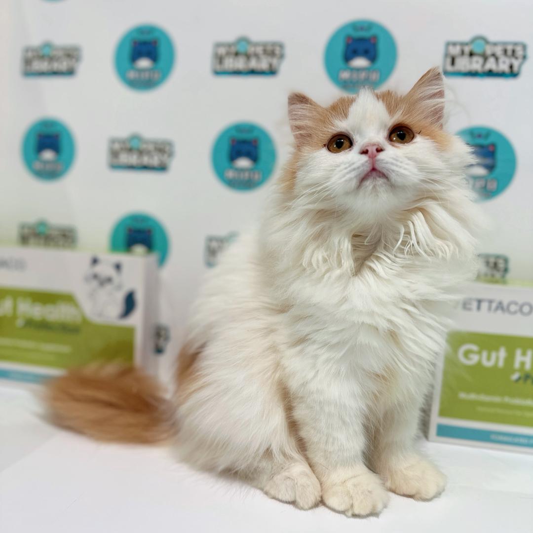British Longhair Kitten