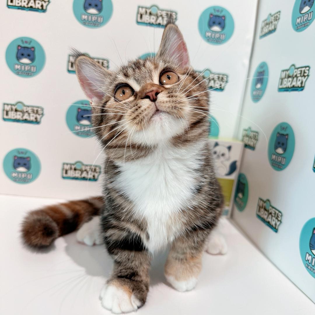 Short Leg Munchkin British Shorthair Kitten