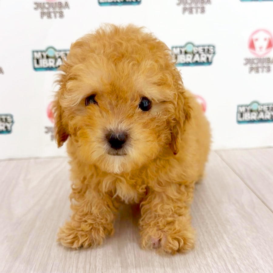 Toy Poodle Puppy