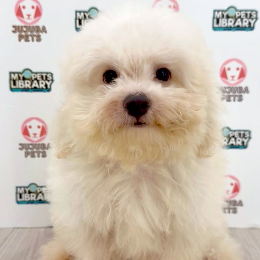Toy Poodle Puppy