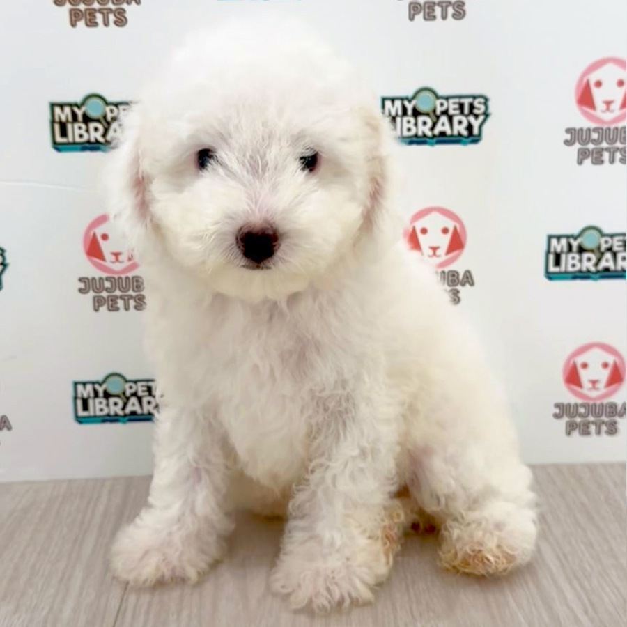Toy Poodle Puppy