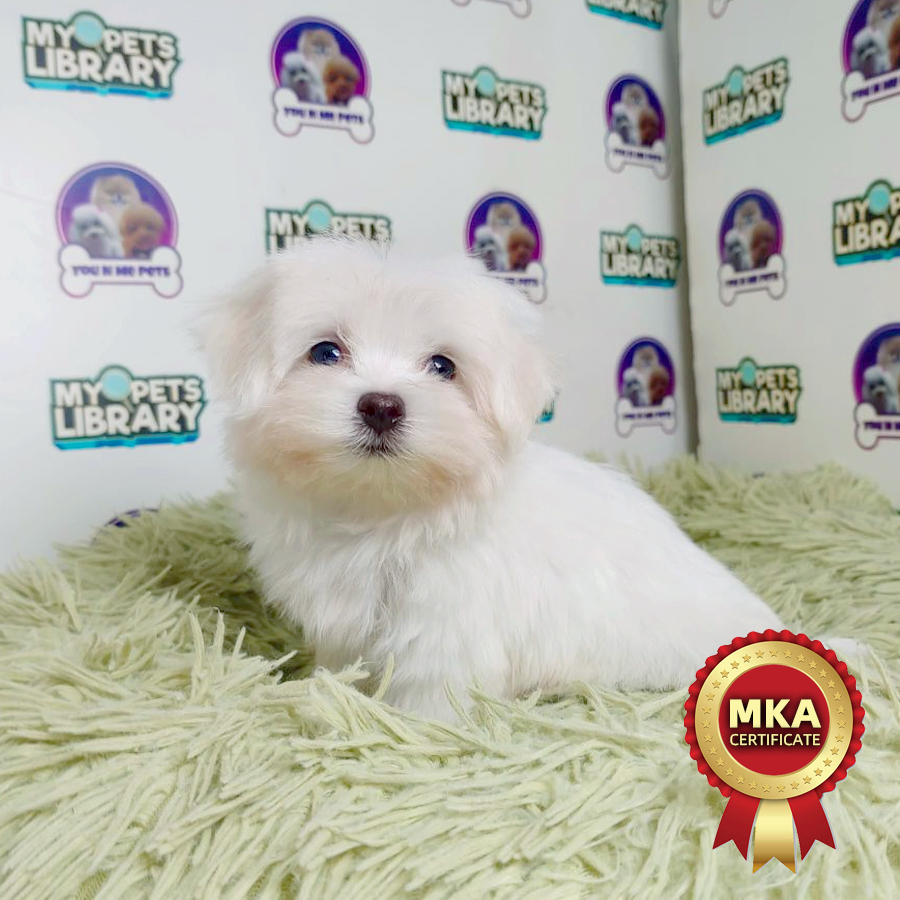 MKA Maltese Puppy