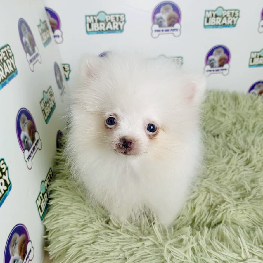 Pomeranian Puppy