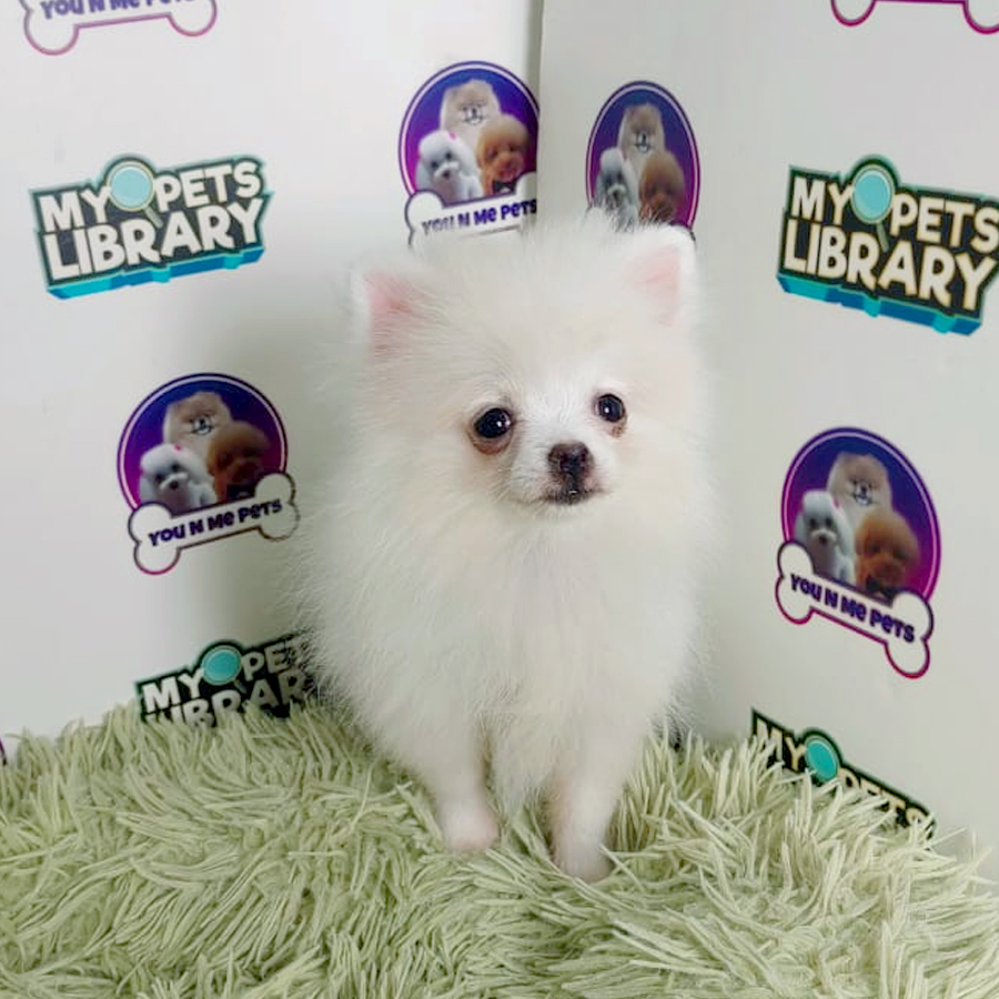 Pomeranian Puppy