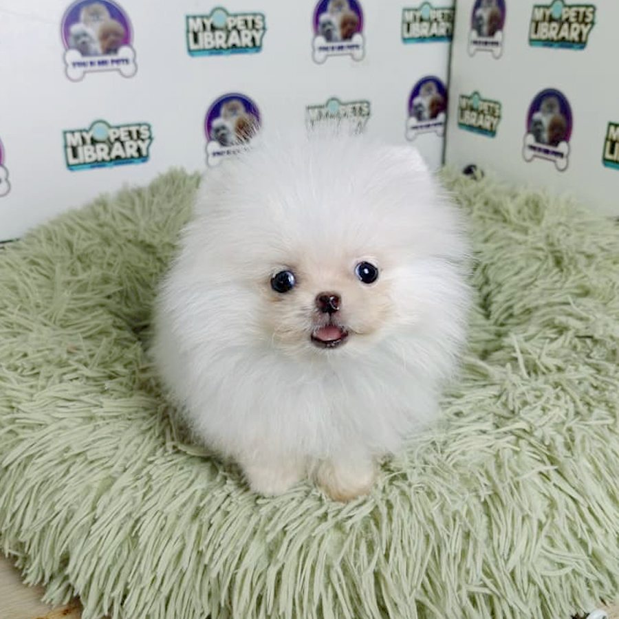 Teacup Pomeranian Puppy