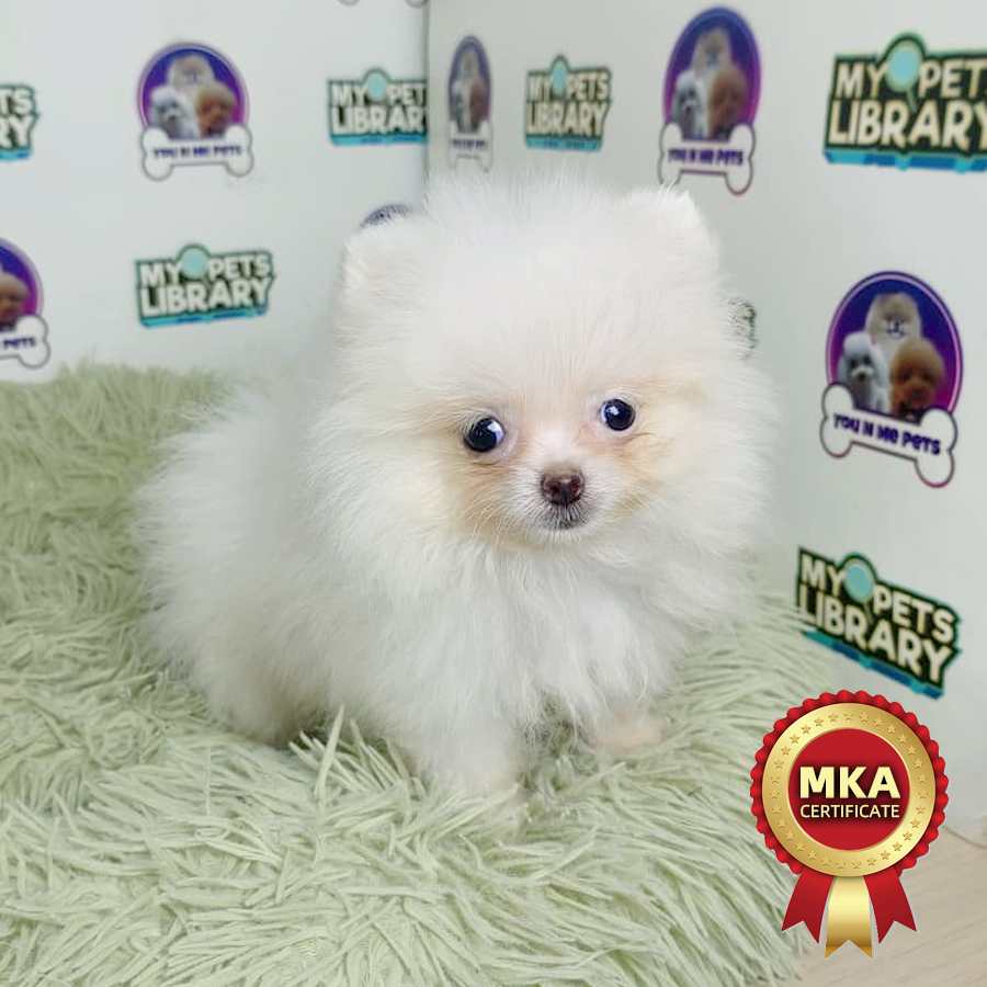 MKA Pomeranian Puppy