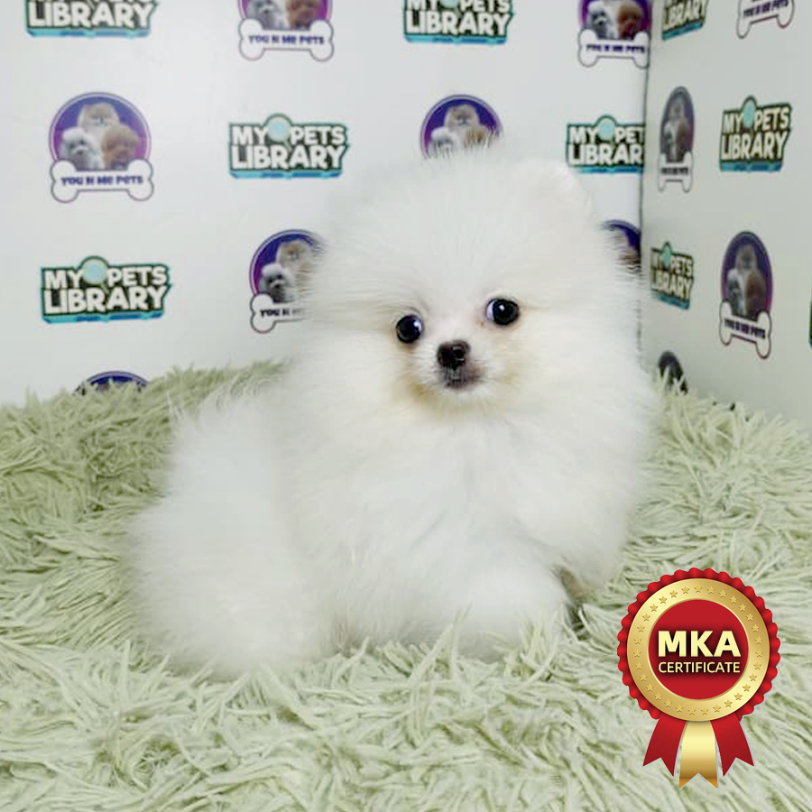 MKA Pomeranian Puppy