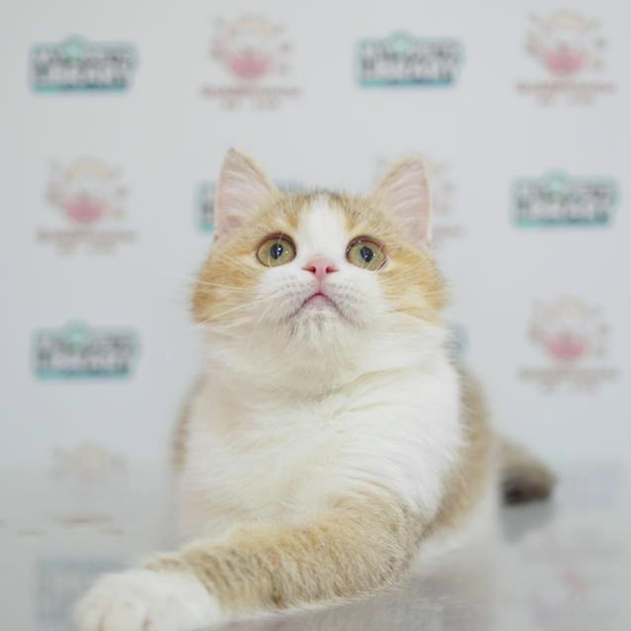 British Shorthair Kitten