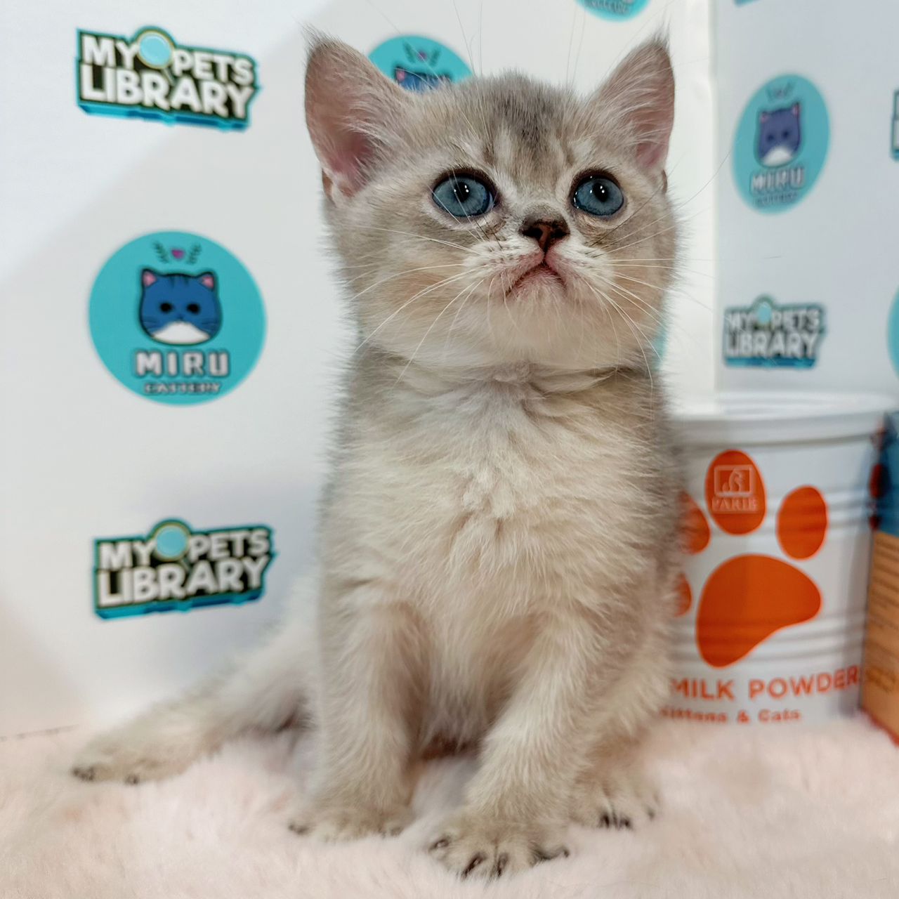 British Shorthair Kitten