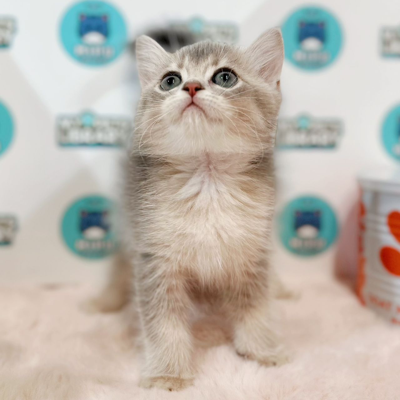 British Shorthair Kitten
