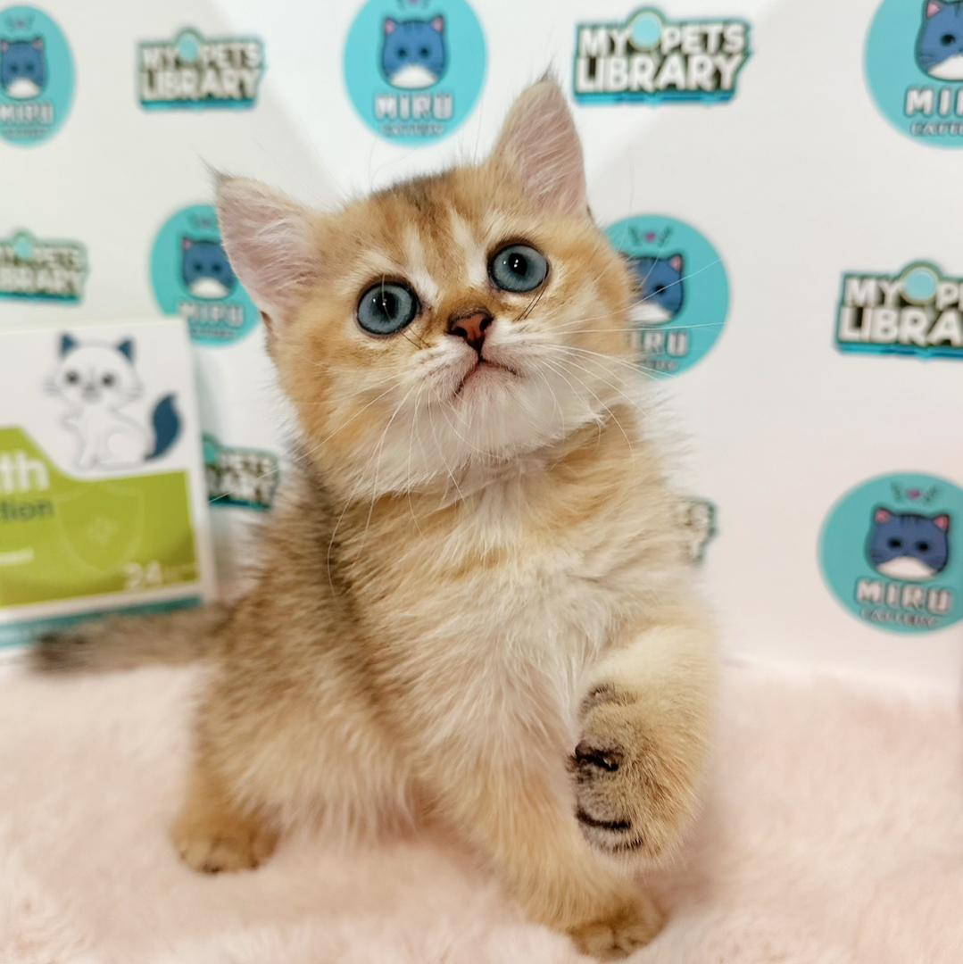 British Shorthair KittenBritish Shorthair Kitten