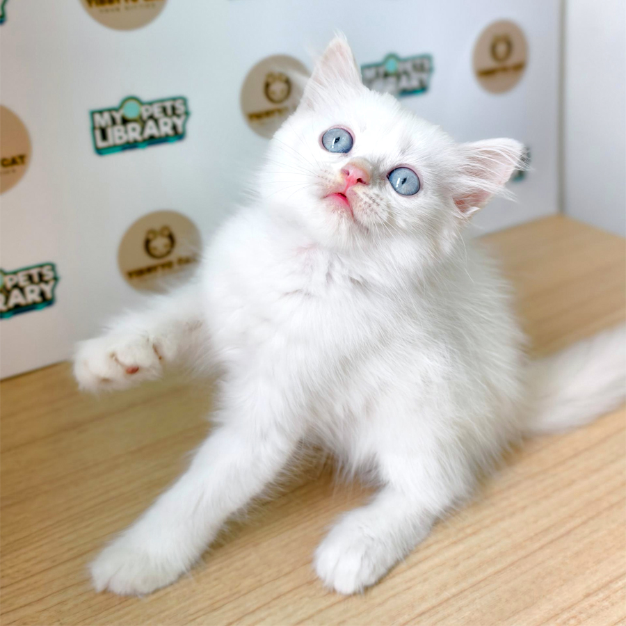Siberian Neva Masquerade Kitten