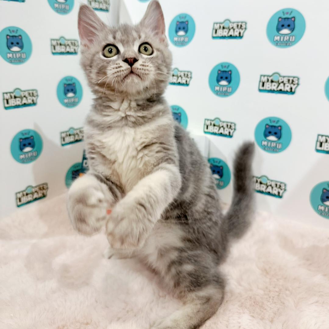 Maine Coon British Shorthair Kitten